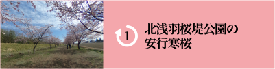 北浅羽桜堤公園の安行寒桜のパノラマビューを見る