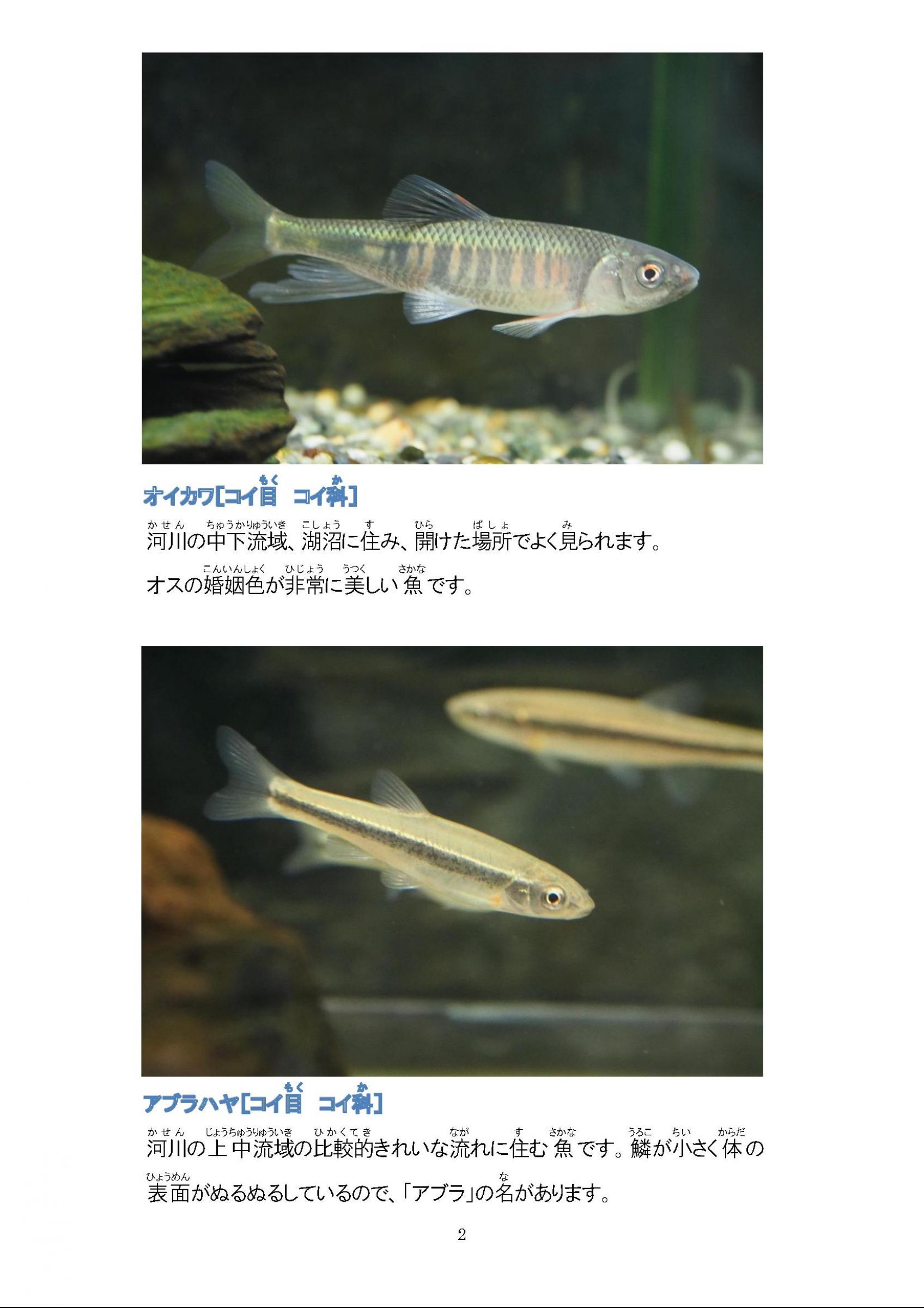 ウェブブック 高麗川の魚たち