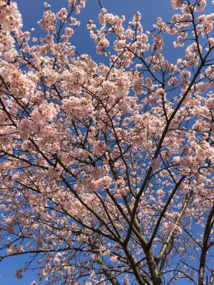 青空と桜