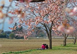 桜の下