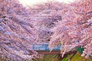 桜の壁