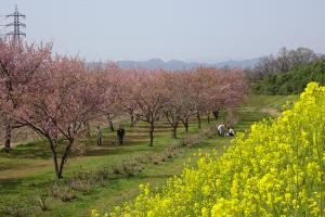 北浅羽桜堤公園の安行桜とカラシナと奥武蔵の山々