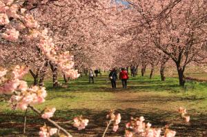 寒桜の舞い