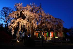 ​闇に浮かぶ一本桜