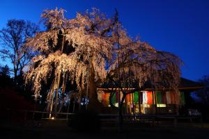 ​闇に浮かぶ一本桜