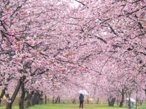 桜雨