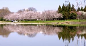 新しい桜の名所