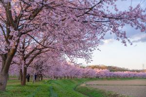 夕陽に染まる桜並木