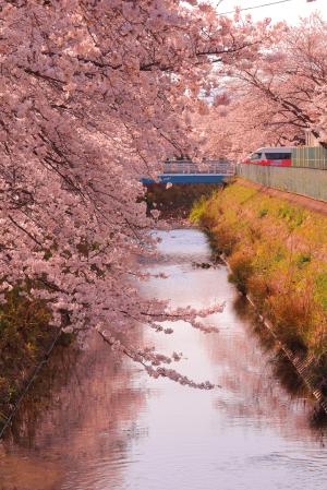 桜の川