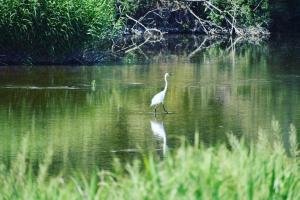 水上の鳥