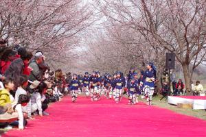 桜のトンネルダッシュ！