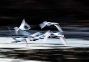 白鳥の湖