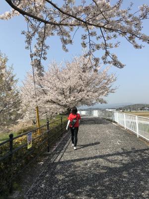 桜の散歩道