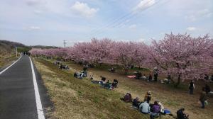 北浅羽の安行寒桜