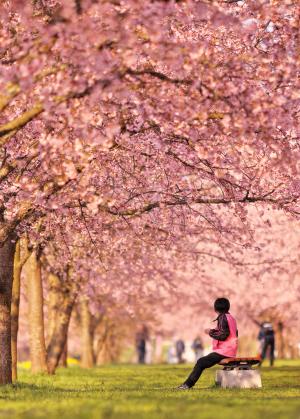 どこまでも続く桜並木