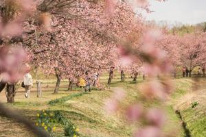 桜並木