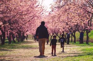 桜日和