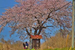 ​吉原地蔵の一本桜