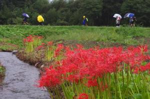 秋雨の彼岸花