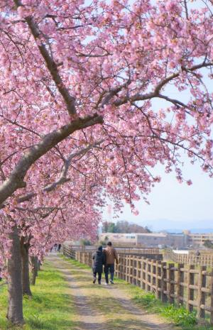 桜の散歩道