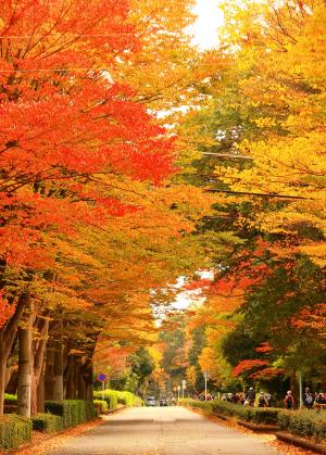 紅葉のトンネル