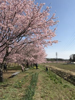 さくら満開