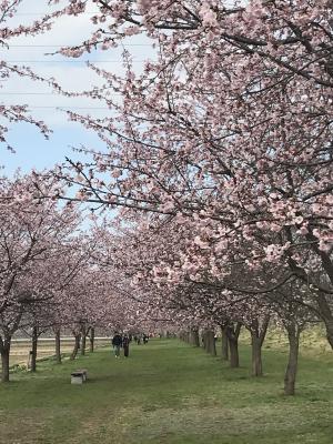 桜並木