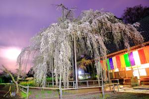 閻魔様のしだれ桜