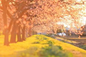 桜の朝