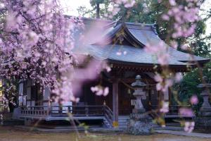 桜の咲く頃