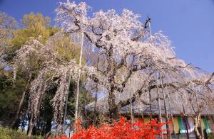 光輝く枝垂れ桜