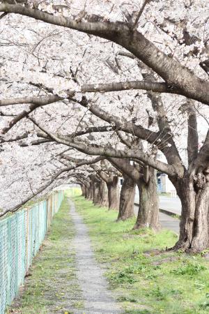 桜並木の散歩道