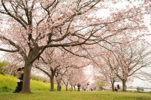 大きな・大きな安行寒桜