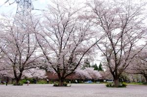 花びらのじゅうたん