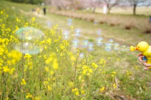 アヒルちゃんも菜の花畑でいきいき