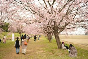 憩いの場所、桜堤公園