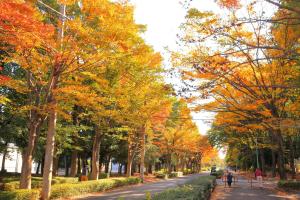 紅葉の並木道