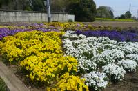 中小坂花の会花壇画像１