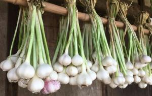 坂戸パワーにんにくの画像