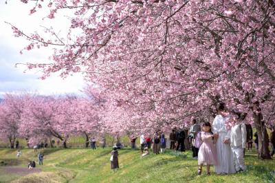 北浅羽の安行寒桜