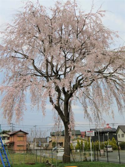 クローン桜