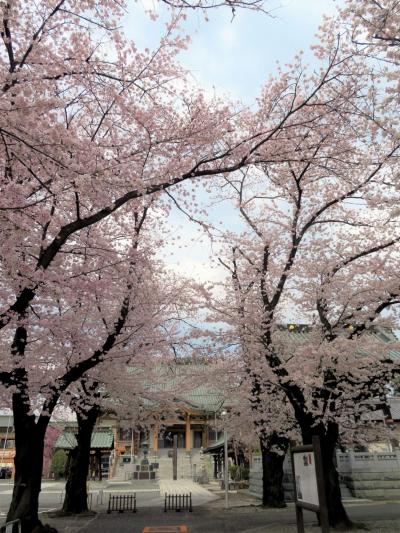 永源寺の桜