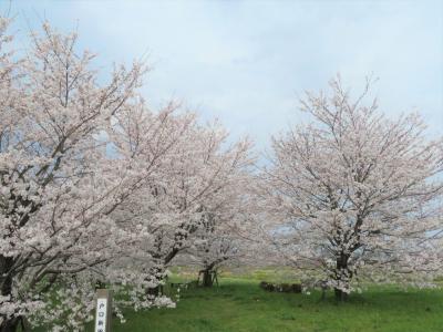 戸口新田の桜