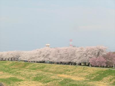 泉町桜堤公園の桜