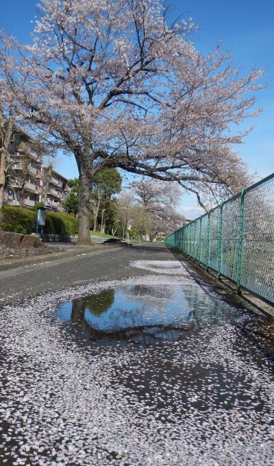 東坂戸団地の桜