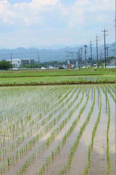 凸版印刷裏の田んぼ