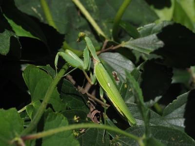 ハラビロカマキリの画像