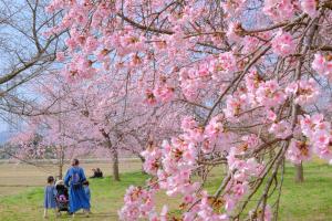 自然・風景部門　入選　ポンチョ　今年もキレイに咲いたね！