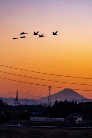 縦写真部門　入選　hiro2017　夕焼けと富士山と白鳥