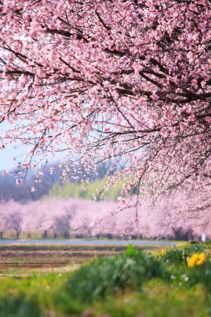 縦写真部門　入選　CAMEL　桜アーチ